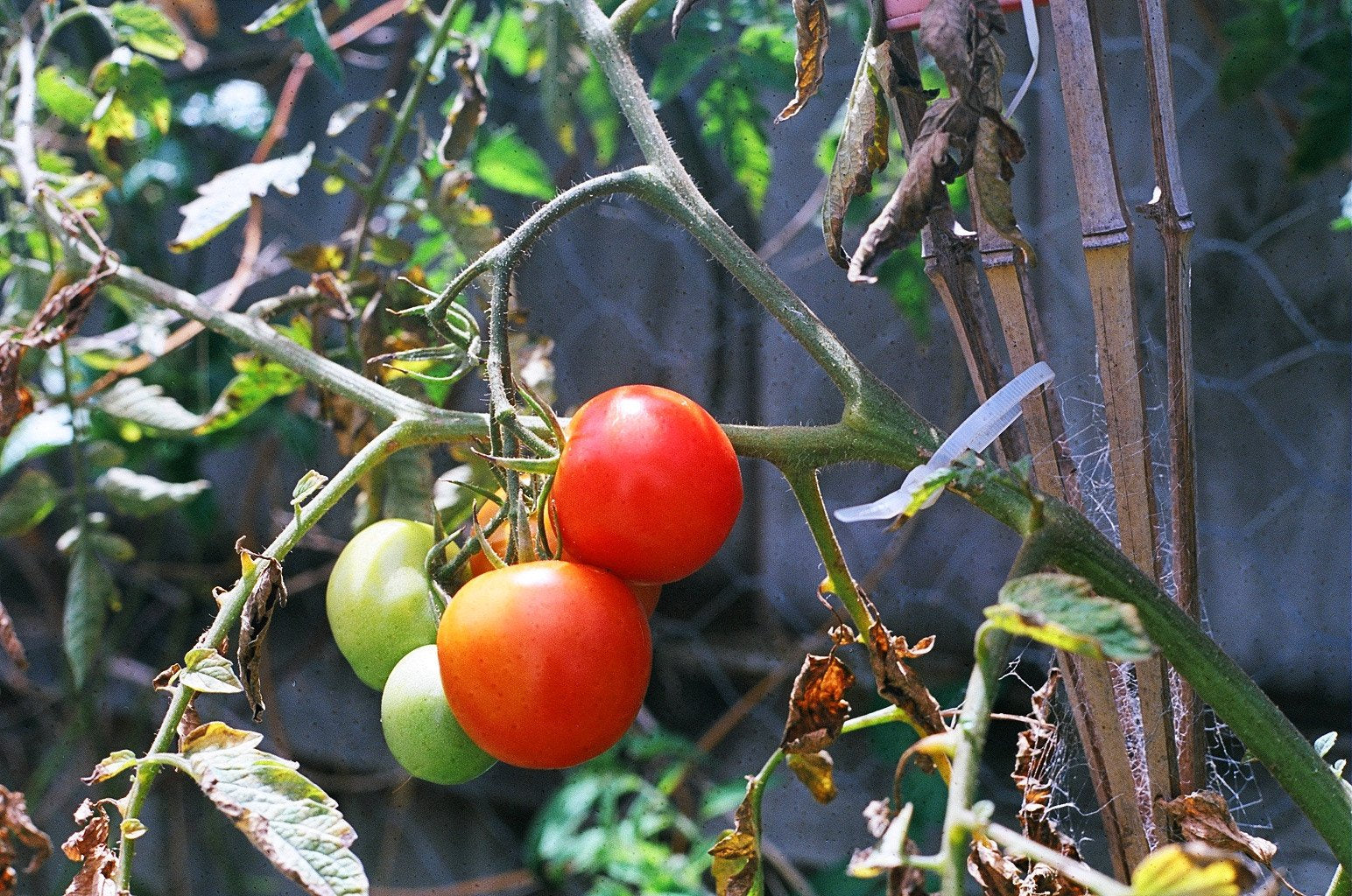 Tomato Growing Tips